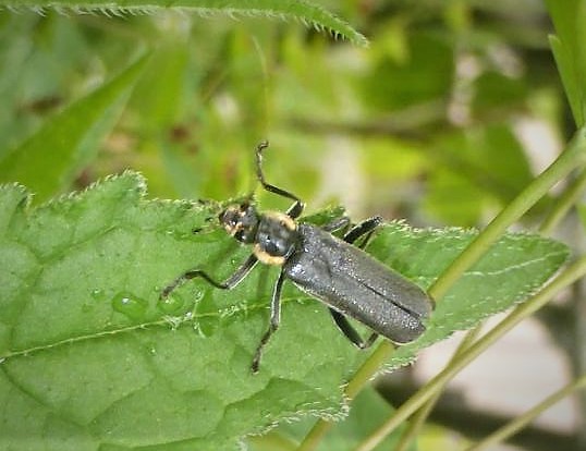 Cantharis obscura Dunkler Weichkaefer Fliegenkaefer Spraitbach Brunnenweg Naturgarten Artenvielfalt Pilzschule Schwaebischer Wald