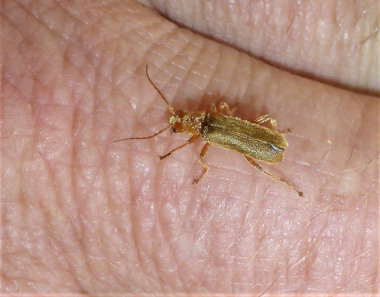 Cantharis rufa Roter Weichkaefer Fliegenkaefer Spraitbach Brunnenweg nafoku Artenvielfalt Naturgarten