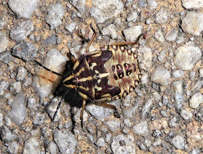 Carpocoris purpureipennis Purpur Fruchtwanze Spraitbach Hemiptera Heteroptera Baumwanzen Pentatomidae Insektenwelt Artenvielfalt Pflanzensaftsauger Ostalbkreis Larve