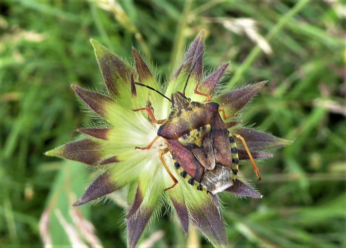 Carpocoris purpureipennis Purpur Fruchtwanze Spraitbach Hemiptera Heteroptera Baumwanzen Pentatomidae Insektenwelt Artenvielfalt Pflanzensaftsauger Ostalbkreis