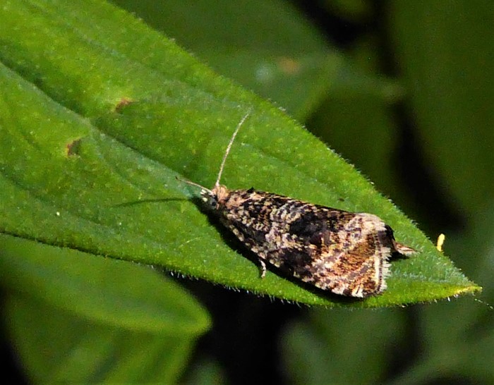 Celypha lacunana Loecheriger Wickler Tortricidae Lepidoptera Kleinschmetterlinge Motten Ungeziefer Artenvielfalt Naturgarten Nahrungsfeld Krieglsteiner Pilzkunde