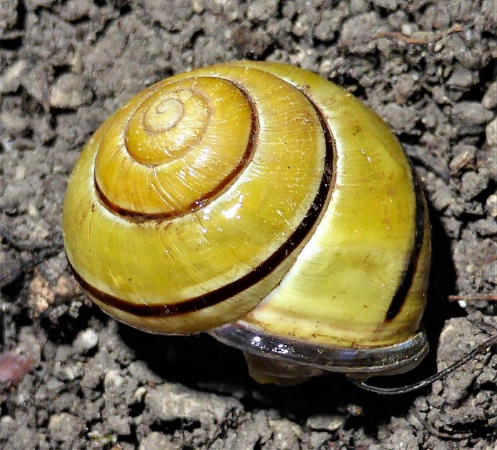 Cepaea nemoralis Hain Schnirkenschnecke Helicidae Pulmonata Lungenschnecken Gehaeusemuendung dunkel Morchelbeet Kalkerde Naturgarten Krieglsteiner Phragmidium sanguisorbae Kleiner Wiesenknopf Rost