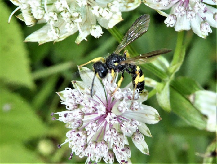 Cerceris rybyensis Knotenwespe Bienenjagende Crabronidae Hymenoptera Spraitbach Insektenwelt Astrantia major Grosse Sterndolde Artenvielfalt Naturgarten Morchelbeet