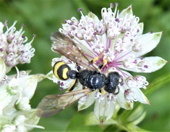 Cerceris rybyensis Knotenwespe Bienenjagende Crabronidae Hymenoptera Spraitbach Insektenwelt Astrantia major Grosse Sterndolde Artenvielfalt Naturgarten