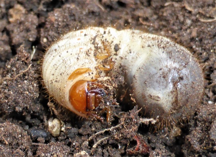 Cetonia aurata Goldglaenzender Rosenkaefer Gemeiner Blatthornkaefer Scarabaeidae Spraitbach Naturgarten Engerlinge Raupen