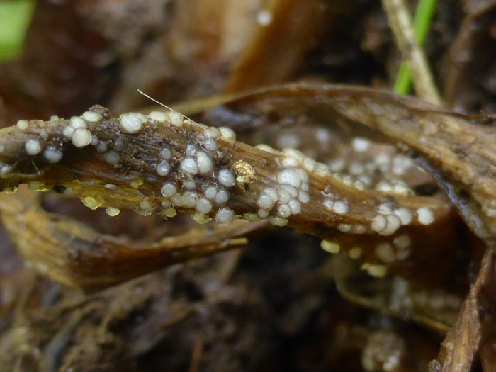 Chaetospermum chaetosporum Sebacinales Endomykorrhiza Loewenzahn Taraxacum Ruderalia Spraitbach Mikroskpierkurs Brunnenlebermoos Marchantia polymorpha Kroatien Sammelart