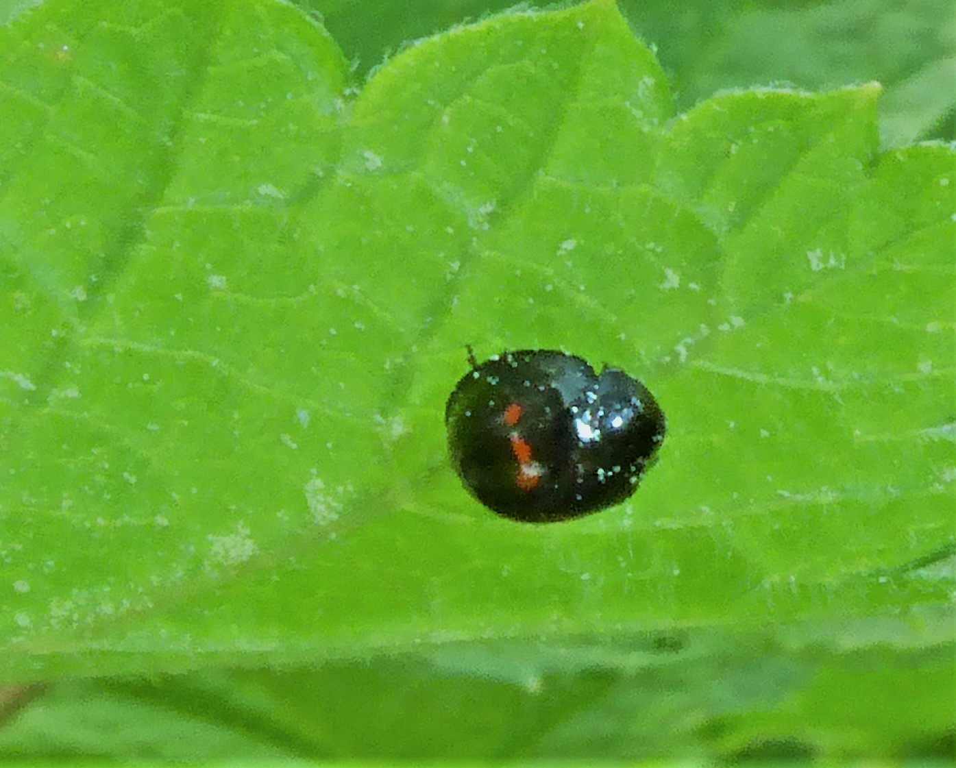 Chilocorus bipustulatus Marienkfer Strichfleckiger Ribes Johannisbeere nafoku Spraitbach Brunnenweg Artenvielfalt Insekten