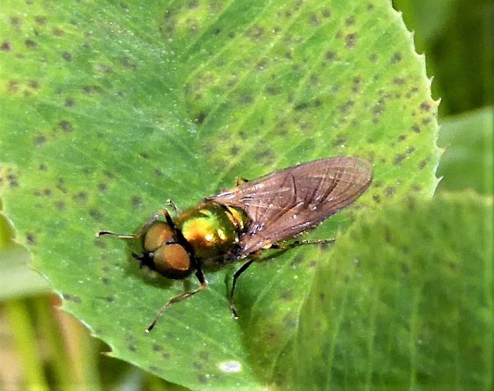 Chloromyia formosa Goldgruene Waffenfliege Spraitbach Naturgarten Klee Trifolium repens Zweifluegler Diptera Brachycera Stratiomyidae Artenvielfalt