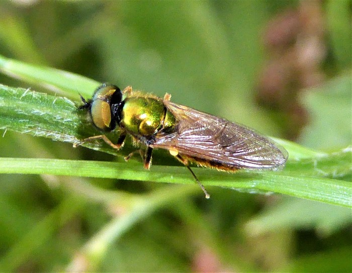 Chloromyia formosa Goldgruene Waffenfliege Spraitbach Naturgarten Klee Trifolium repens Zweifluegler Diptera Brachycera Stratiomyidae Biodiversitaet