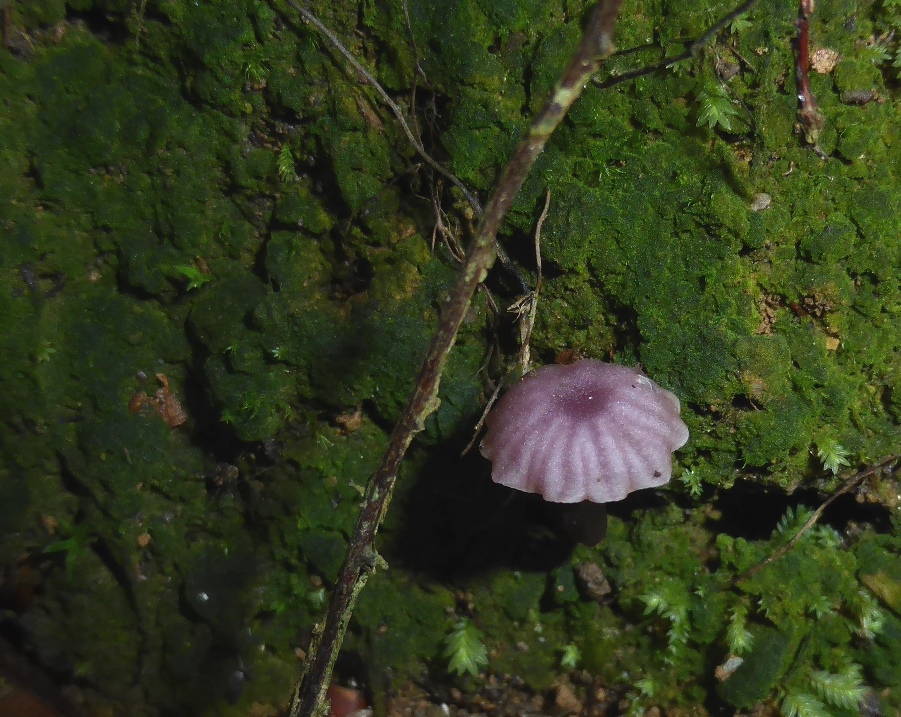 Chromosera-viola-2-Hygrocybe-Veilchen-Ellerling-Nationalpark-Eifel