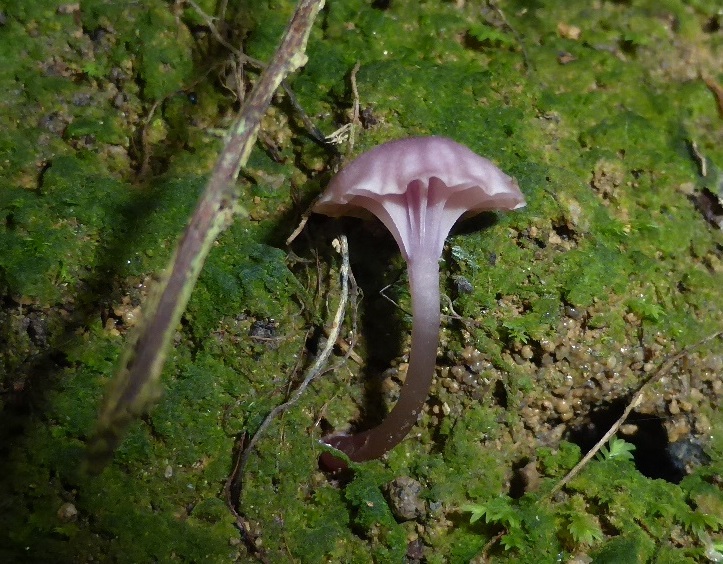 Chromosera-viola-Hygrocybe-Veilchen-Ellerling-Nationalpark-Eifel