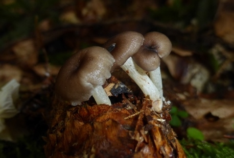 Chrysomphalina-Strombodes-jung-Graugestreifter-Nabeling-Rotenhar-Schwaebischer-Wald-Baden-Wuerttemberg-Krieglsteiner