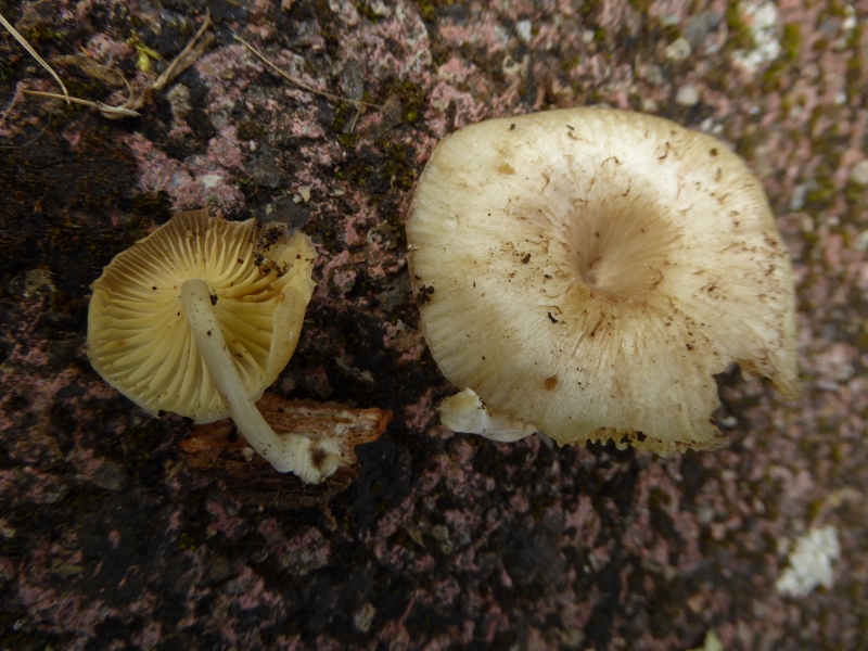 Chrysomphalina-strombodes-Gerronema-xanthophyllum-Gelbblaettriger-Nabeling-Gschwend-Bergsee-Schwaebischer-Wald-Nadelholz