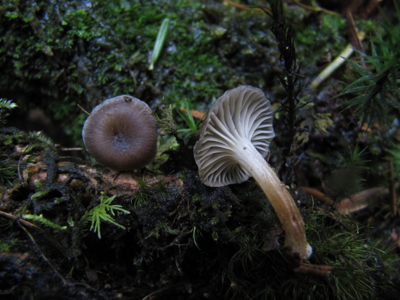 Chrysomphalina-strombodes-Graugestreifter-Nabeling-Althuette-jung-Schwaebischer-Wald