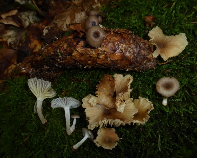 Chrysomphalina-strombodes-Rotenhar-Schwaebischer-Wald-Stuttgart-kein-Speisepilz