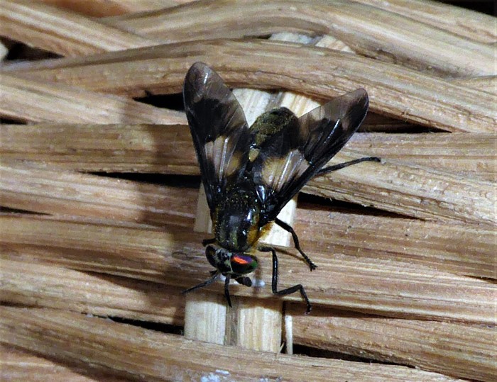 Chrysops relictus Goldaugenbremse Diptera Tabanidae Brachycera laestig Schaedling Blutsauger wunderschoen Spraitbach Artenvielfalt Biodiversitaet ohne Gift ohne Duengung kein Fertilizer