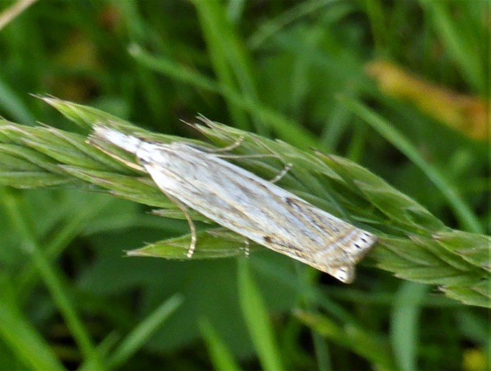 Chrysoteichia culmella Rispengras Zuensler Bromus hordeaceus Weiche Trespe Pyralidae Lepidoptera Kleinschmetterlinge Naturgarten ohne Gift Duenger Artenvielfalt Insektenwelt