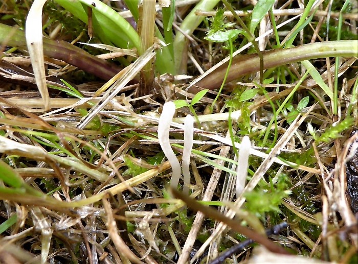 Clavaria falcata acuta Weisse Wiesenkeule Spitzkeulchen Clavariaceae Agaricales Saftlings Gesesllschaften Endomyzeten naehrstoffarm Grasland Magerwiesen Krieglsteiner PIlzschule Schwaebischer Wald