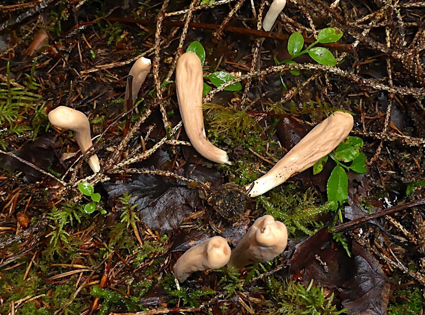 Clavariadelphus helveticus 1 Roetende Riesenkeule Gomphales ligula Zungenkeule sachalinensis Schweden Fulufjellet Hydnellum suaveolens Wohlriechender Korkstacheling Feldmykologe Pilz