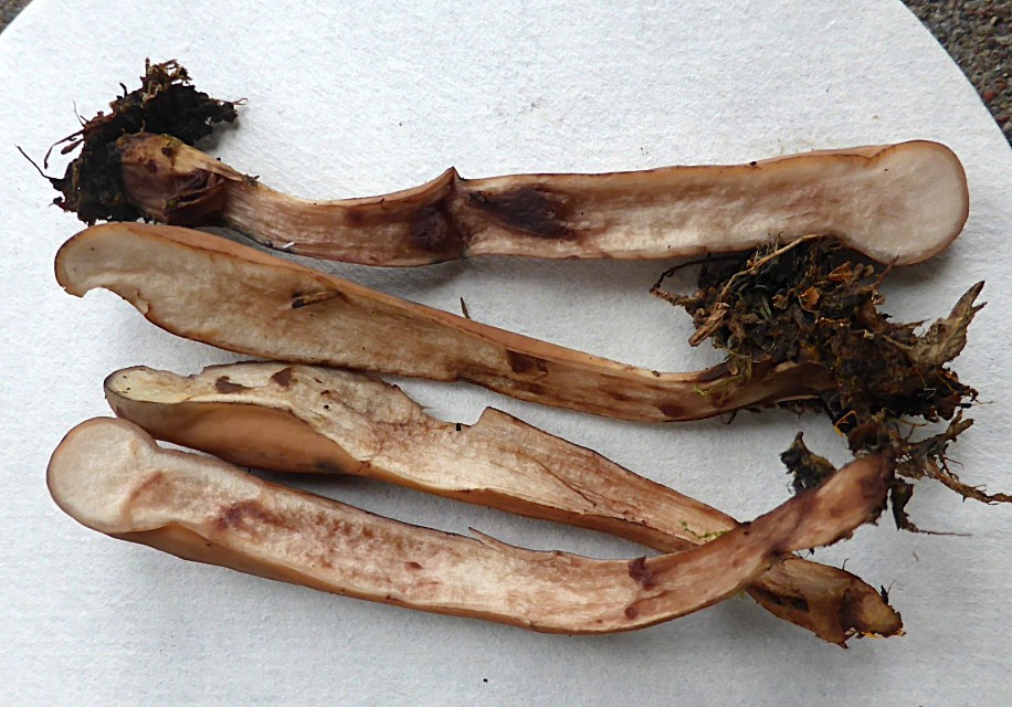 Clavariadelphus helveticus 2 Schweden Skandinavien Alpenraum Schweiz Fleisch roetend Mykorrhiza Fichte Nationalpark Krieglsteiner Pilzschule Schwaebischer Wald Zungenkeule ligula Pilz