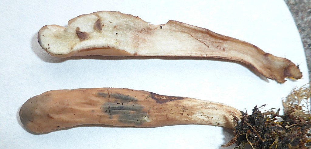 Clavariadelphus helveticus 3 FeSO4 Eisensulfat gruen grau KOH Farbreaktion Fleisch weiss Schweden Nationalpark Fulufjellet Bachufer Fichte Hydnellum suaveolens Krieglsteiner Pillzkurs