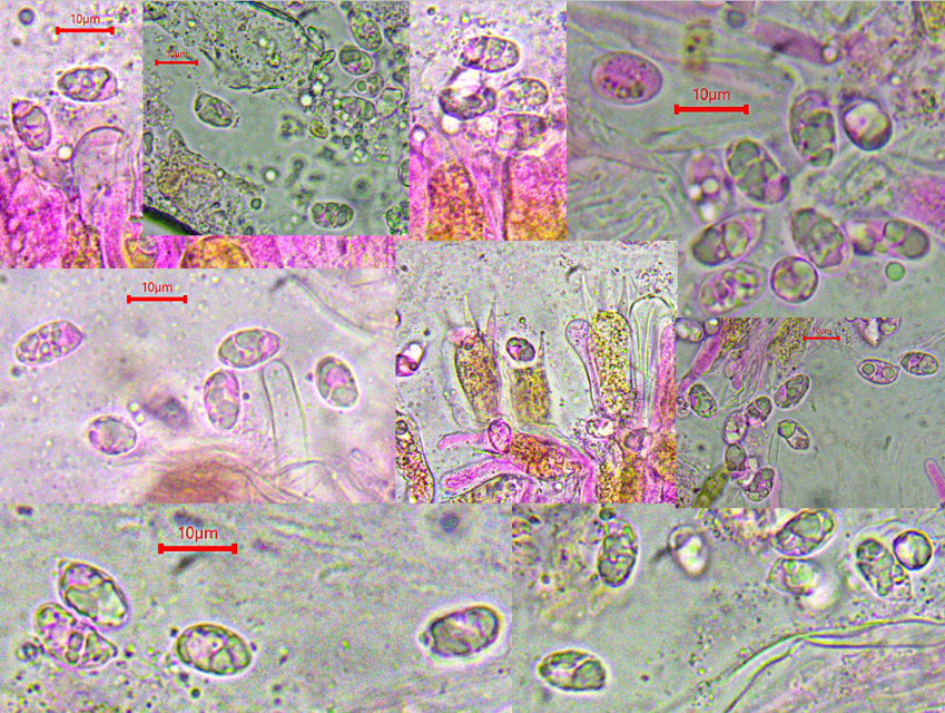 Clavariadelphus helveticus 4 Sporen breit elllipsoidisch oelreich Tropfen lebend tot zusammenfliessend  Basidien guttulat 4 sporig Schweden Krieglsteiner Pilzschule Feldmykologe Pilz