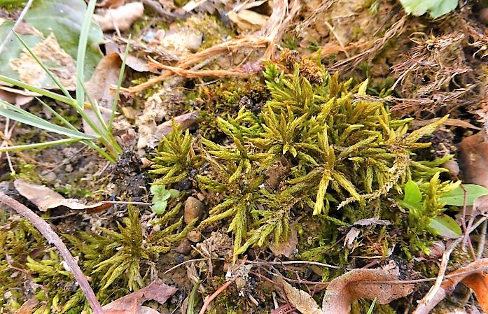 Climacium dendroides Baeumchenmoos Leitermoos acidophil Saeurezeiger Wiesen Waelder Suempfe Mooskurs Feldmykologe Pilzschule Schwaebischer Wald Naturgarten Krieglsteiner Artenvielfalt 2