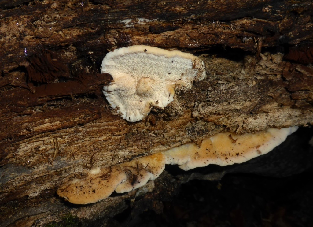 Climacodon-pulcherrimus-Detail-Kroatien-Nationalpark-Plitvicer-Seen-Fagus-Buche