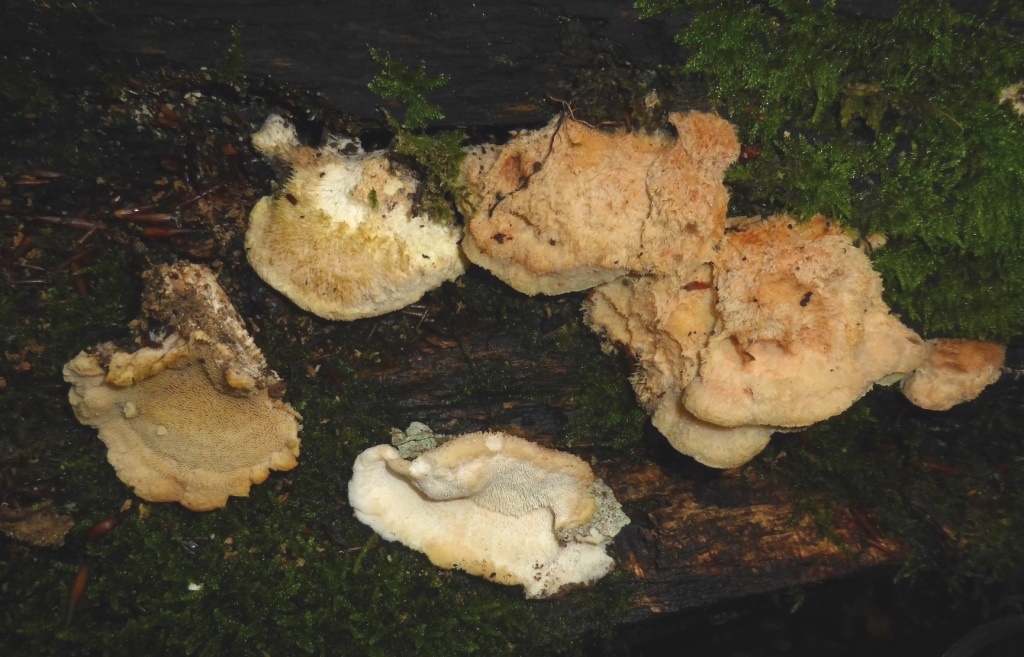Climacodon-pulcherrimus-braun-Kroatien-Nationalpark-Plitvicer-Seen-Fagus-Buche