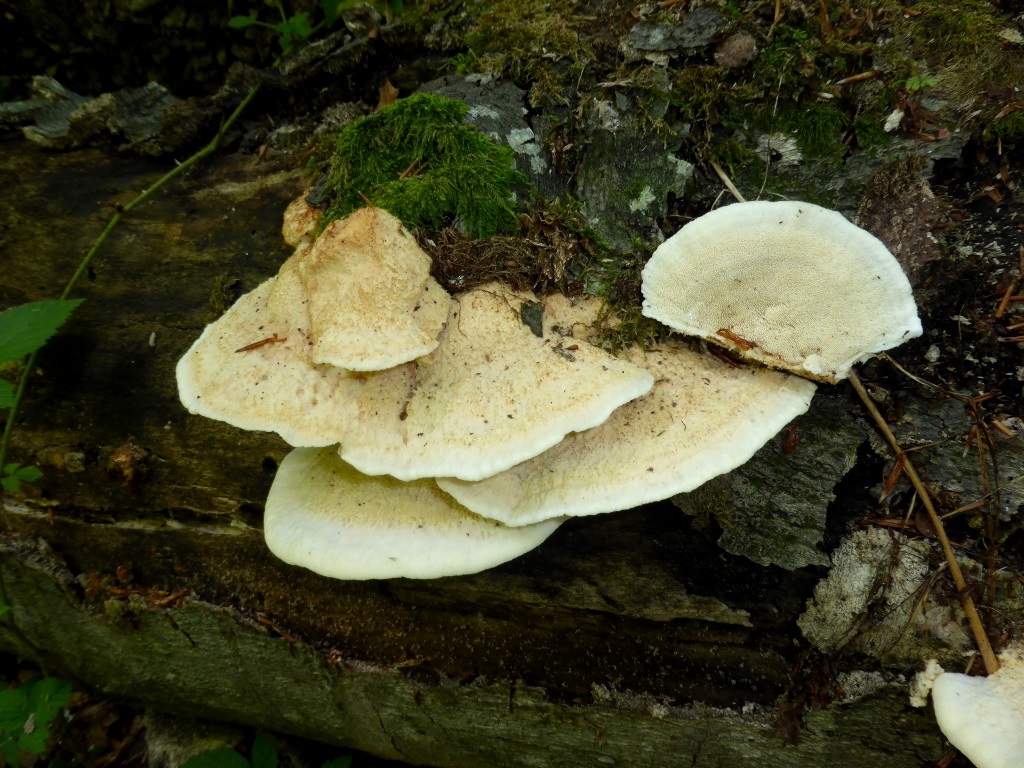 Climacodon-pulcherrimus-hell-Kroatien-Nationalpark-Plitvicer-Seen-Fagus-Buche