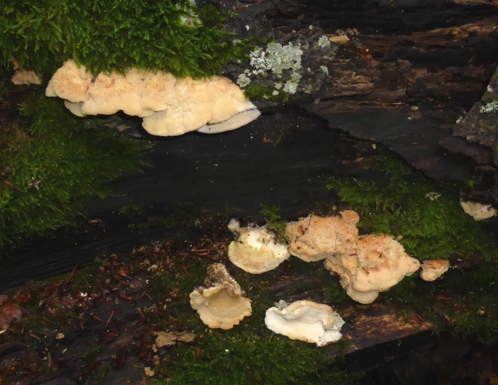 Climacodon-pulcherrimus-Übersicht-Kroatien-Nationalpark-Plitvicer-Seen-Fagus-Buche