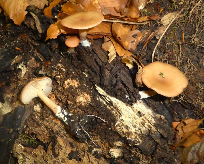 Clitocybe americana 1 subbulbipes Fleischroter Holztrichterling Buchenstumpf Schwaebische Alb Malm Kalk Baden Wuerttemberg Weissenstein Krieglsteiner