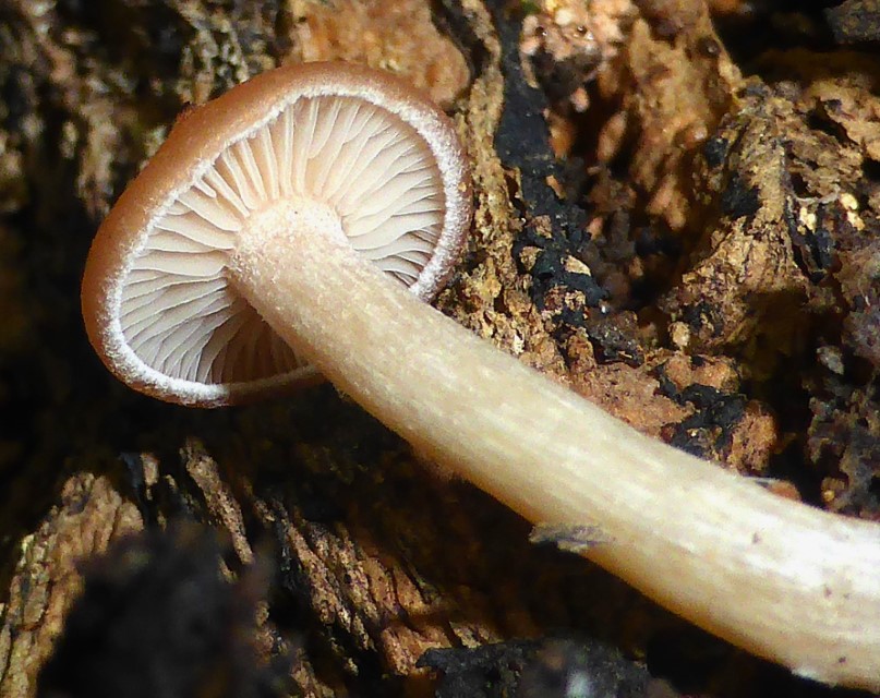 Clitocybe americana 3 subbulbipes Pruina Reif bereift Buchenholz amerikanische Art Bigelow Murrill PIlzschule Schwaebischer Wald Krieglsteiner Pilzkurse