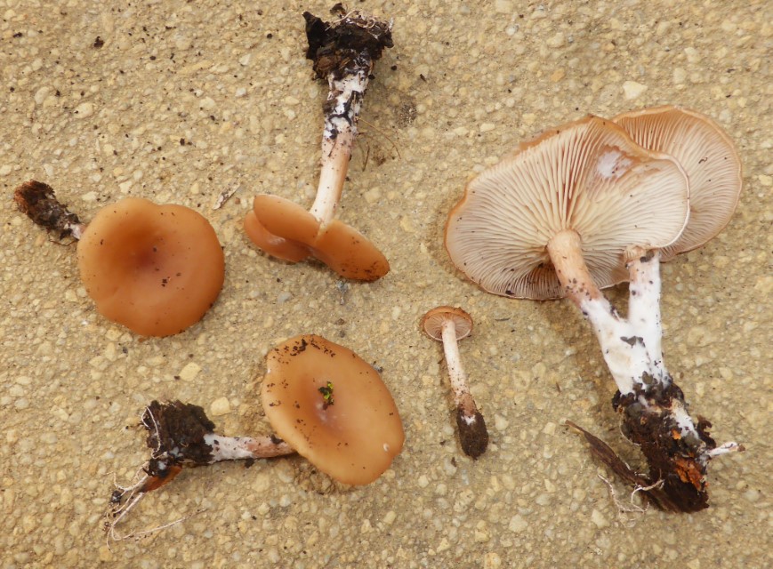 Clitocybe americana 4 subbulbipes Studio Baden Wuerttemberg Schwaebische Alb Weissenstein Heinz Sielmann Stiftung Feldmykologe Pilzkartierung