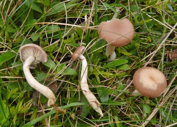 Clitocybe diatreta Fleischfalber Trichterling PSV Ausbildung Giftpilz Deutschland Baden Wuerttemberg Schwaebischer Wald Krieglsteiner