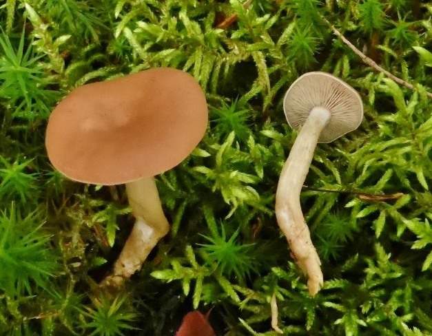 Clitocybe diatreta Fleischfalber Trichterling giftig Speisepilz Fuchsiger Rtelritterling Widertonmoos Polytrichum Rotstaengelmoos Pleurozium