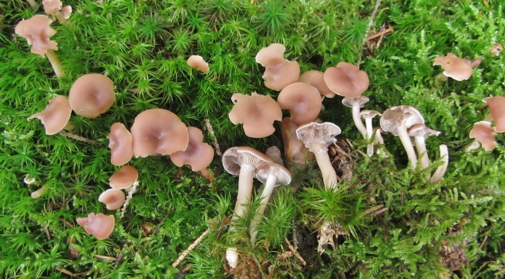 Clitocybe diatreta giftig Muscarin Fleischfalber Trichterling saure Nadelwaelder Verwechslung Fuchsiger Roetelritterling