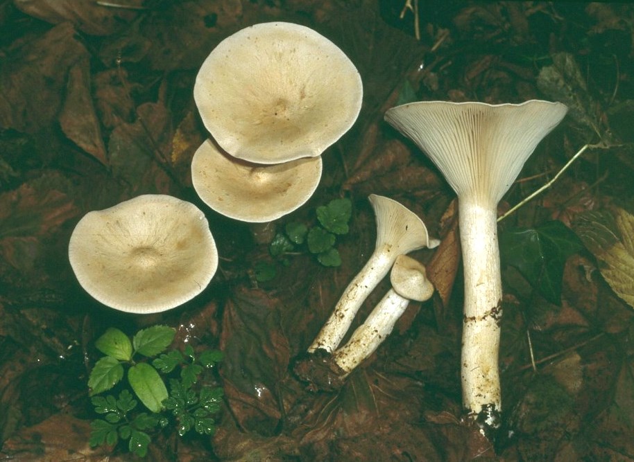 Clitocybe-geotropa-Mönchskopf-Trichterling-Speisepilz-Lamellen-herablaufend-Hessen-Trichterling-Hutmitte-Buckel