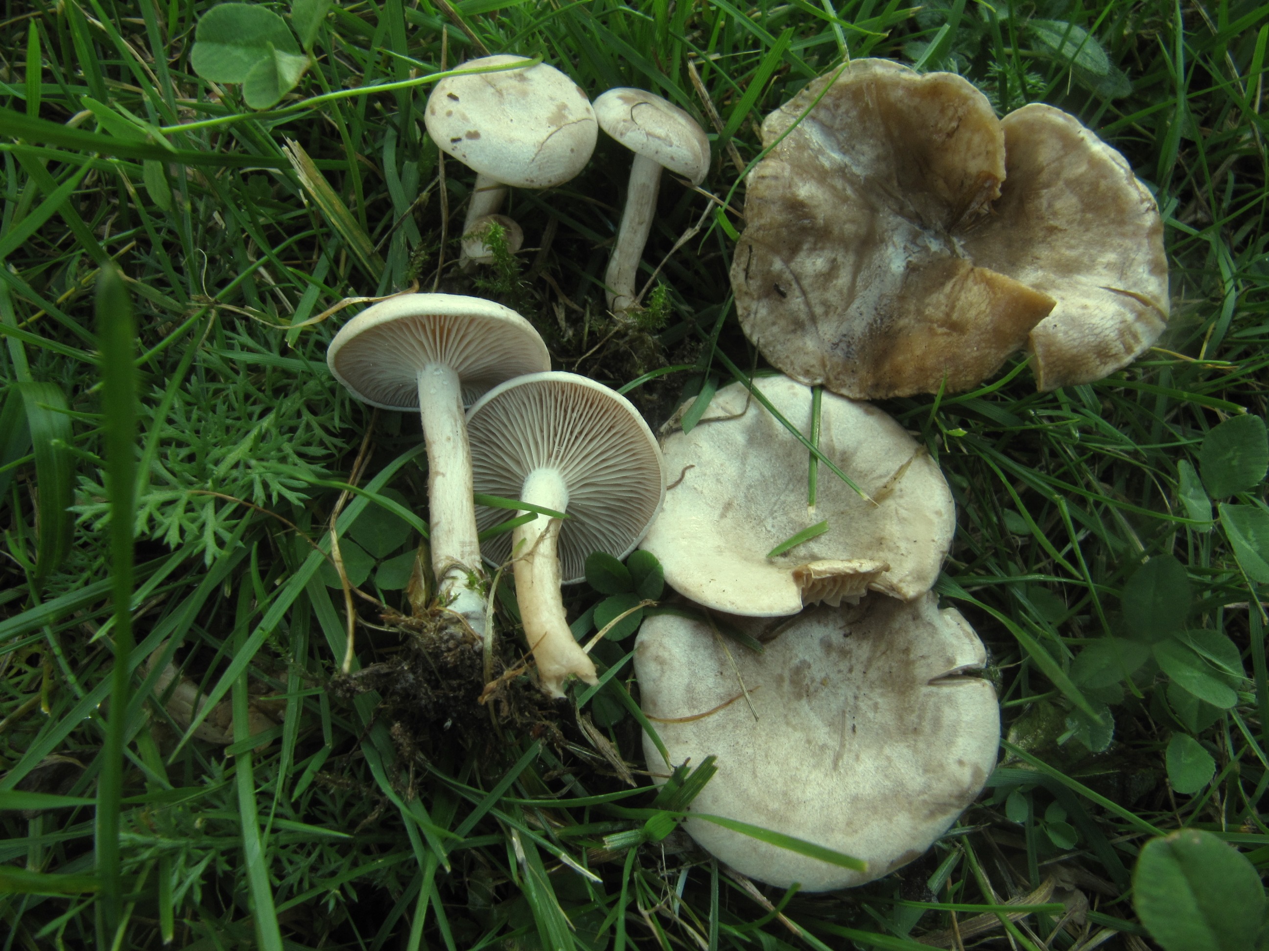 Clitocybe-rivulosa-Feldtrichterling-dealbata-Rinnigbereifter-Doppelgaenger-Nelkenschwindling-Muscarin