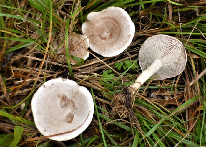 Clitocybe rivulosa dealbata Rinnigbereifter Feld Trichterling giftig Muscarin Saprobiont Grasland Pilzschule Pilzkurse PIlzseminare Pilz Ausbildung PSV Krieglsteiner Spraitbach