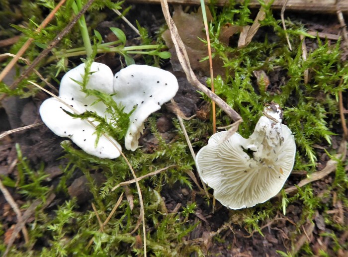 Clitopilus scyphoides Kreidiger Rsling Entolomaceae Agaricales Parasit Magerwiesen kologie unklar mikroskopische Bestimmung Pilzschule Schwbischer Wald Krieglsteiner Naturgarten