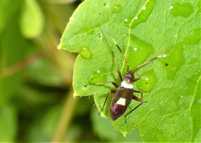 Closterotomus biclavatus Larve Weichwanze Zweikeulen Miridae Heteroptera Hemiptera Schnabelkerfe Spraitbach Ribes rubrum Johannisbeere