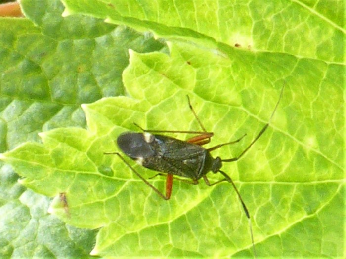 Closterotomus biclavatus Weichwanze Zweikeulen Miridae Heteroptera Hemiptera Schnabelkerfe Spraitbach Ribes rubrum Johannisbeere Artenvielfalt