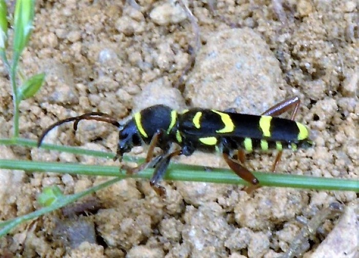 Clytus arietis Widderbock Bockkaefer Cerambycidae Spraitbach Naturgarten Biodiversitaet nafoku Insektarium Artenvielfalt