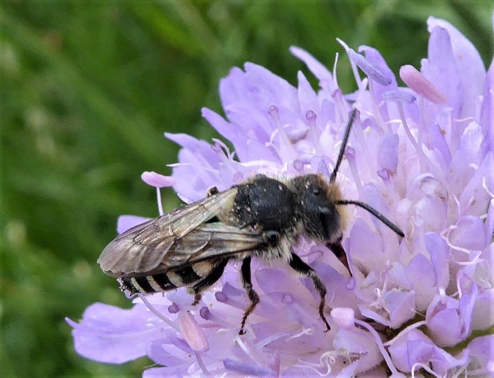 Coelioxys elongata Kegelbiene Megachilidae Hymenoptera Knautia arvensis Acker Witwenblume Frischwiesenbeet Spraitbach Naturgaten ohne Pestizide ohne Duengung Natur pur