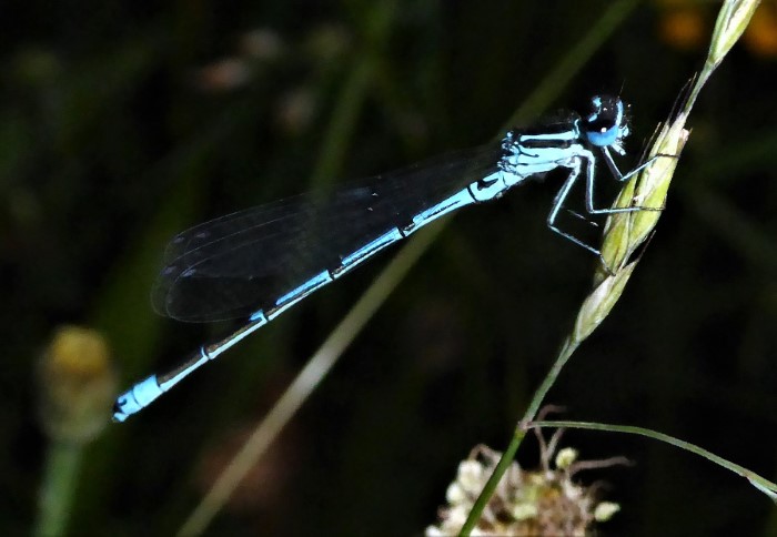 Coenagrion puella Hufeisen Azurjungfer Coenagrionidae Schlanklibellen Kleinlibellen Teich Gast Vermehrung aquatisch Artenvielfalt Biodiversitt Spraitbach Ostalbkreis Wrttemberg