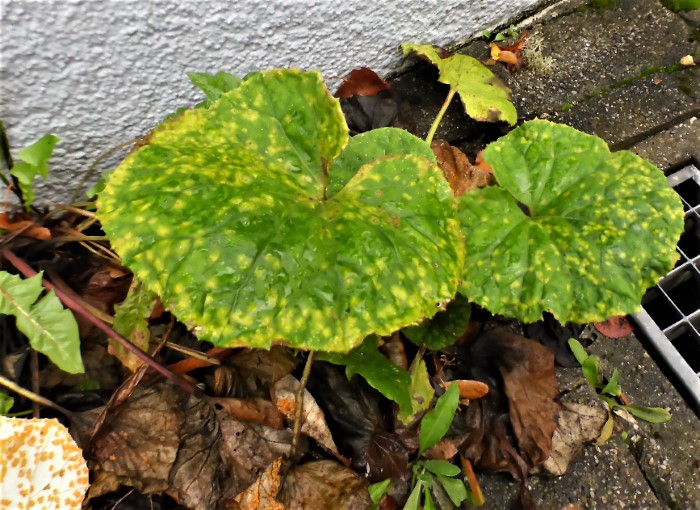 Coleosporium tussilaginis Huflattich Rostpilz Tussilago farfara Uredien Uredolager Blattunterseite Blattoberseite Flecken Parasitenkurs Feldmykologe Ausbildung Pilzschule Schwaebischer Wald Krieglsteiner