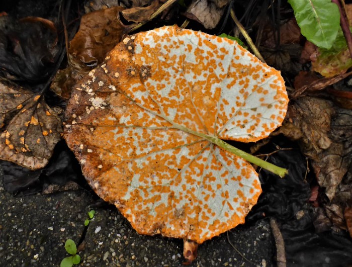 Coleosporium tussilaginis Huflattich Rostpilz Tussilago farfara Uredien Uredolager Blattunterseite Blattoberseite Flecken Parasitenkurs Feldmykologe Ausbildung Pilzschule Schwaebischer Wald