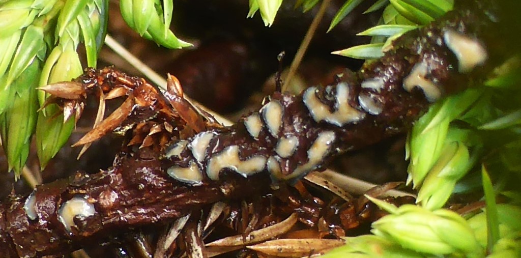 Colpoma crispum 17 Colpoma juniperi Wacholder Zweig Spaltlippe Juniperus Slowakei Hohe Tatra Skalnate Pleso Ysoke Tatry Krieglsteiner Pilzschule Schwaebischer Wald