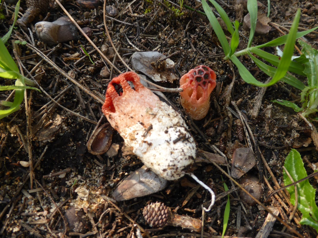 Colus-hirudinosus-Clathrus-3-Laternen-Gitterling-Portugal-Algarve-Ria-Formosa-Faro